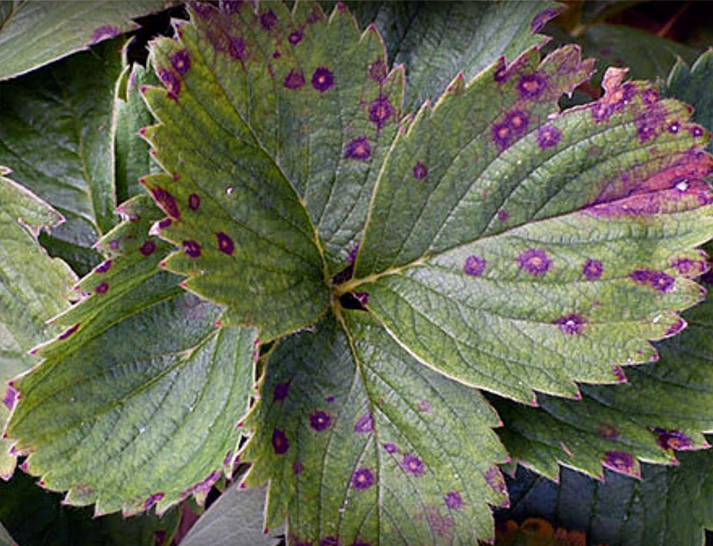 БОЛЕЗНИ И ВРЕДИТЕЛИ КЛУБНИКИ определить по фото.