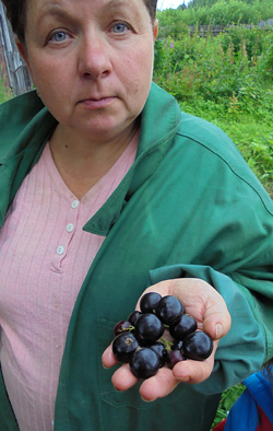 Сибилла сорт красной смородины. 250 2%284%29. Сибилла сорт красной смородины фото. Сибилла сорт красной смородины-250 2%284%29. картинка Сибилла сорт красной смородины. картинка 250 2%284%29. Желание вырастить на своем участке крупные ароматные ягоды есть у каждого дачника. Сорт смородины Сибилла — наиболее известный из ранних разновидностей черной смородины. Он отличается универсальностью, хорошей урожайностью, прекрасным вкусом (на все 5 баллов) и ароматом ягод. А еще кусты настолько красиво выглядят, что часто используются для декорирования садовых участков.