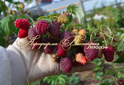 Малина  ремонтантная