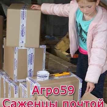Саженцы доставка почтой