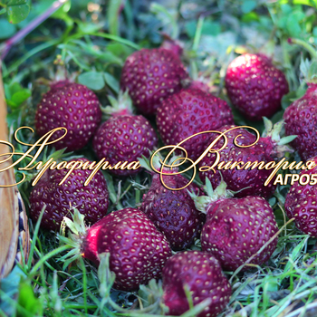 Сорта клубники