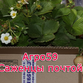 САЖЕНЦЫ ПОЧТОЙ РОССИИ НАЛОЖЕННЫМ ПЛАТЕЖОМ
