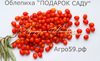 Облепиха ПОДАРОК САДУ (БЕЗ КОЛЮЧЕК)