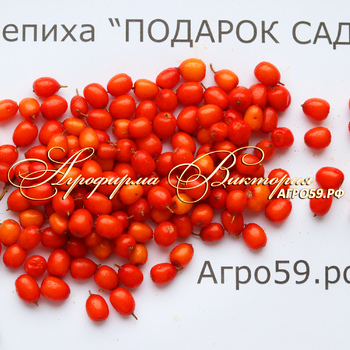 Сорта облепихи, облепиха Подарок Саду
