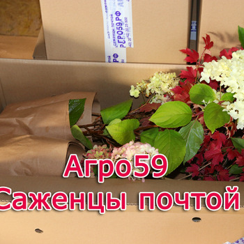 Сорта кустарников, саженцы кустарников