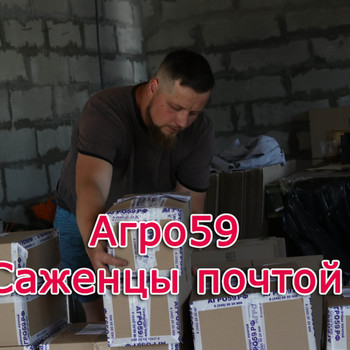 Саженцы Почтой России доставка