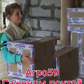Саженцы Почтой России с доставкой