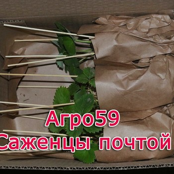 Сорта клубники, саженцы клубники