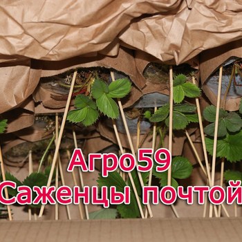 Сорта клубники, саженцы клубники