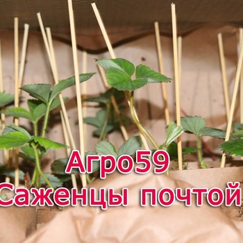 Сорта клубники, саженцы клубники