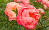 Пион "ГЛОУИНГ РАСПБЕРРИ РОУЗ" ("GLOWING RASPBERRY ROSE")