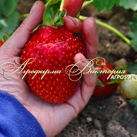 Клубника СВИТ МЕРИ XXL (КРУПНОМЕР! ОГРОМНЫЙ КУСТ, УРОЖАЙ В ГОД ПОСАДКИ)