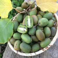 Актинидия коломикта ("УРАЛЬСКОЕ КИВИ") "КОНФЕТНОЕ КИВИ"