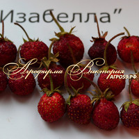 Земклуника ИЗАБЕЛЛА (КРУПНОМЕР! ОГРОМНЫЙ КУСТ, УРОЖАЙ В ГОД ПОСАДКИ)