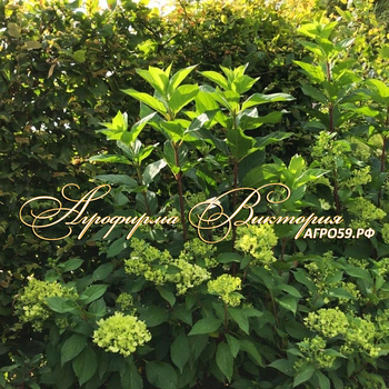 СОРТ ГОРТЕНЗИЯ МЕТЕЛЬЧАТАЯ "ГЕРКУЛЕС" (Hydrangea "HERCULES")