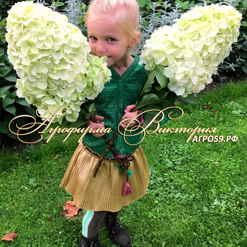 СОРТ ГОРТЕНЗИЯ МЕТЕЛЬЧАТАЯ "ГЕРКУЛЕС" (Hydrangea "HERCULES")