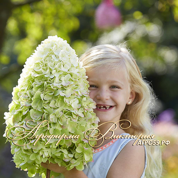 СОРТ ГОРТЕНЗИЯ МЕТЕЛЬЧАТАЯ "ГЕРКУЛЕС" (Hydrangea "HERCULES")