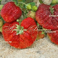 Клубника ВИКОДА ("Vicoda", Голландия) Клубника ВИКОДА ("Vicoda", Голландия)