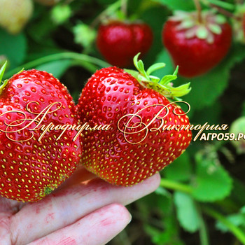 ЗЕМЛЯНИКА КЛУБНИКА СОРТА МОЛЛИНГ ПАНДОРА