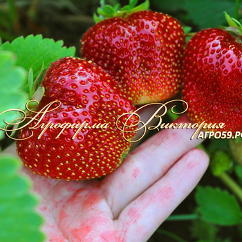 ЗЕМЛЯНИКА КЛУБНИКА СОРТА МОЛЛИНГ ПАНДОРА