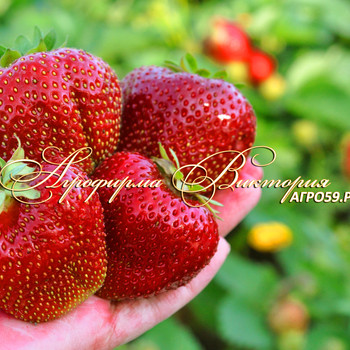 ЗЕМЛЯНИКА КЛУБНИКА СОРТА МОЛЛИНГ ПАНДОРА