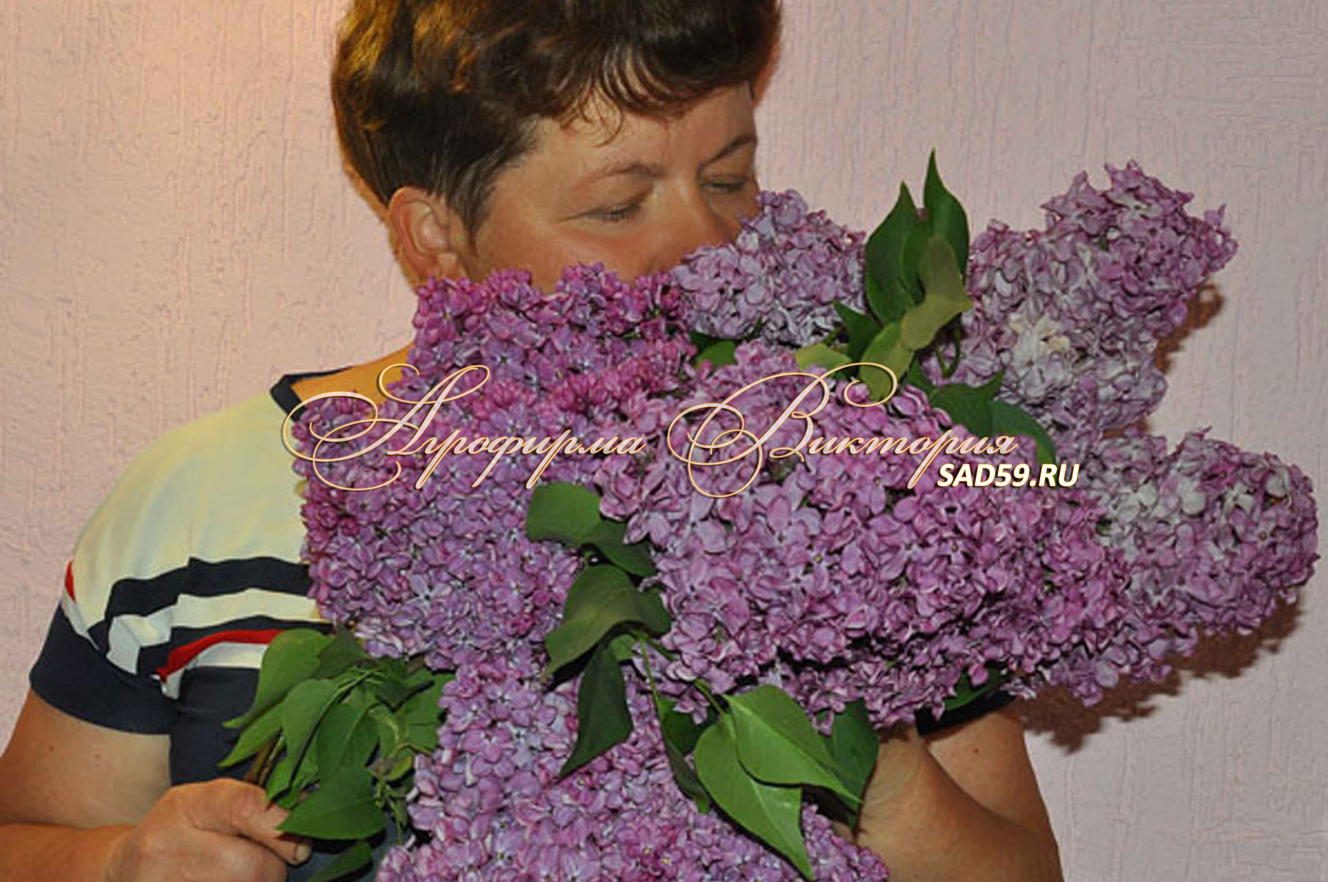 Сорт сирени Везувий Сорт сирени Везувий