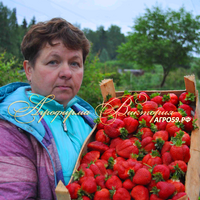 Клубника СИРИЯ (КРУПНОМЕР! ОГРОМНЫЙ КУСТ, УРОЖАЙ В ГОД ПОСАДКИ)