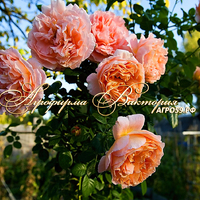 Роза "ABRAHAM DARBY" ("Абрахам Дерби", "Abraham Darby", English Rose, David Austin, 1985) (САЖЕНЦЫ РОЗ ЧАЩЕ ВСЕГО ОТПРАВЛЯЕМ УЖЕ С БУТОНАМИ ИЛИ ЦВЕТУЩИМИ)