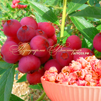 Голубика ПИНК ПОПКОРН, ("Pink Popcorn", "Розовый Попкорн", США)