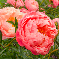 Пион "ГЛОУИНГ РАСПБЕРРИ РОУЗ" ("GLOWING RASPBERRY ROSE")