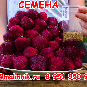 СЕМЕНА КЛУБНИКИ ЗЕМЛЯНИКИ СОРТА