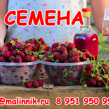 СЕМЕНА КЛУБНИКИ ЗЕМЛЯНИКИ СОРТА