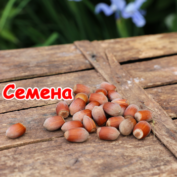 СЕМЕНА ЛЕЩИНЫ (ФУНДУКА)