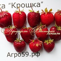 Земклуника КРОШКА (КРУПНОМЕР! ОГРОМНЫЙ КУСТ, УРОЖАЙ В ГОД ПОСАДКИ)