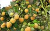 Малина ЗОЛОТОЙ ГИГАНТ (Россия) (КРУПНОМЕР! ОГРОМНЫЙ КУСТ, УРОЖАЙ В ГОД ПОСАДКИ)