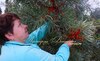 Облепиха ПРЕВОСХОДНАЯ (без колючек)