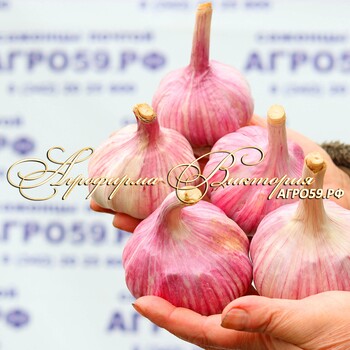 ЧЕСНОК ОЗИМЫЙ СОРТА