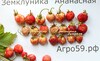 Земклуника АНАНАСНАЯ (Россия)