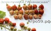 Земклуника АНАНАСНАЯ (Россия)