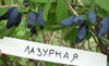 Жимолость ЛАЗУРНАЯ