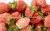 Strawberry БУББЛЬБЕРРИ ("Bubbleberry", Голландия)