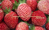 Strawberry БУББЛЬБЕРРИ ("Bubbleberry", Голландия)