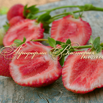 Сорта клубники