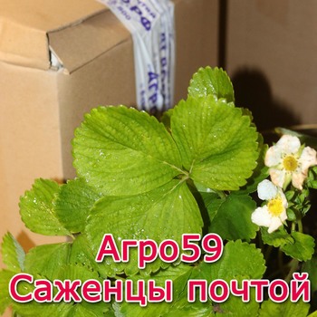 САЖЕНЦЫ ПОЧТОЙ