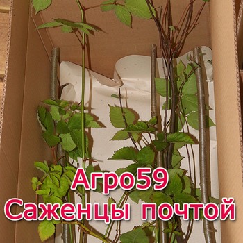 САЖЕНЦЫ ПОЧТОЙ