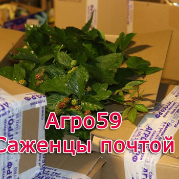 САЖЕНЦЫ ПОЧТОЙ