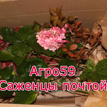 САЖЕНЦЫ ПОЧТОЙ