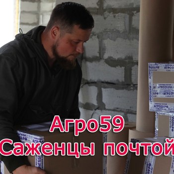 САЖЕНЦЫ ПОЧТОЙ