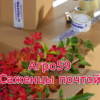 САЖЕНЦЫ ПОЧТОЙ РОССИИ НАЛОЖЕННЫМ ПЛАТЕЖОМ