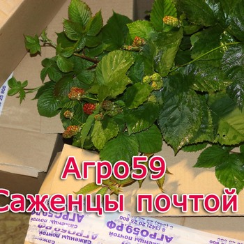 САЖЕНЦЫ ПОЧТОЙ РОССИИ НАЛОЖЕННЫМ ПЛАТЕЖОМ